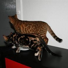 Bengal Inara