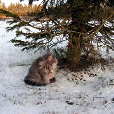 Blanding af racer Pjuske