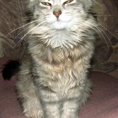 Blanding af racer Pjuske