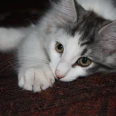 Norsk Skovkat Akilleus Øxenholdts