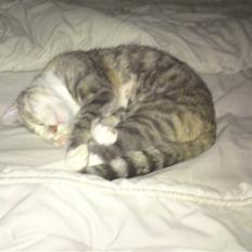 Blanding af racer Mille