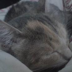 Blanding af racer Mille