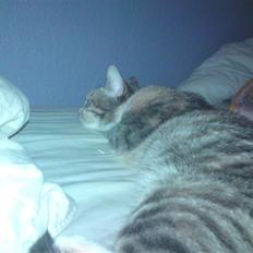 Blanding af racer Mille