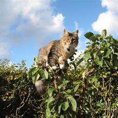 Blanding af racer Helmuth