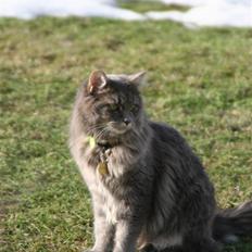 Maine Coon Will Turner