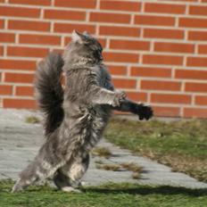 Maine Coon Will Turner