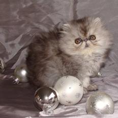 Perser Mejlvang´s A-Dur