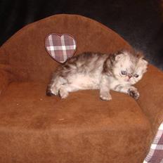 Perser Mejlvang´s A-Dur