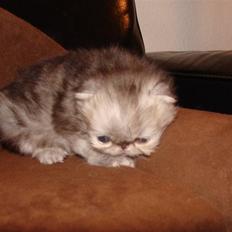 Perser Mejlvang´s A-Dur