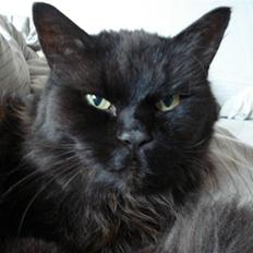 Blanding af racer Miss Cuba