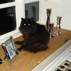 Blanding af racer Miss Cuba