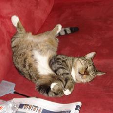 Huskat Tiger Tigersen