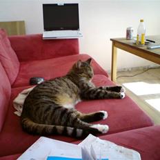 Huskat Tiger Tigersen