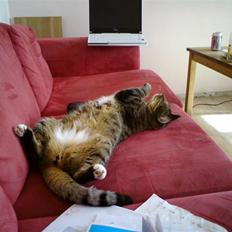 Huskat Tiger Tigersen