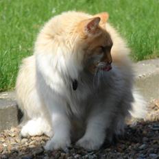 Norsk Skovkat Bailey R.I.P 26/8-10