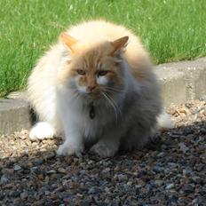 Norsk Skovkat Bailey R.I.P 26/8-10