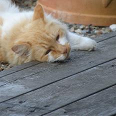 Norsk Skovkat Bailey R.I.P 26/8-10