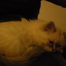 Hellig Birma La Mira