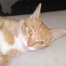 Huskat Pjuske'pigen *Stukket af'