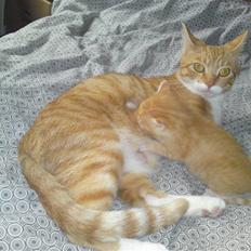 Huskat Pjuske'pigen *Stukket af'