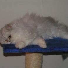 Perser Silver Pride R.I.P.