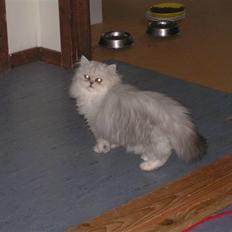 Perser Silver Pride R.I.P.