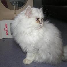 Perser Silver Pride R.I.P.