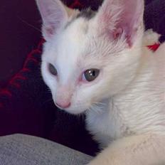 Blanding af racer FenjaH