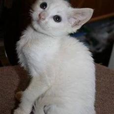 Blanding af racer FenjaH