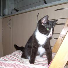 Blanding af racer Ciline (lille mis)