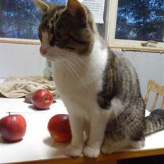 Huskat Hrmann Hitte kat