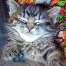 Blanding af racer Hitte mis TØSEN