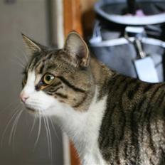 Huskat Hrmann Hitte kat