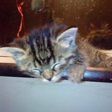 Blanding af racer Hitte mis REX