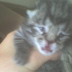 Blanding af racer Hitte mis REX