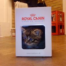 Blanding af racer Hitte mis REX