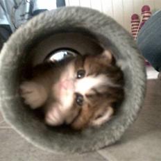 Blanding af racer Felix