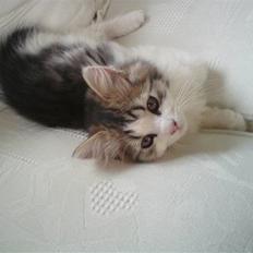 Blanding af racer Felix