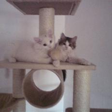 Blanding af racer Felix