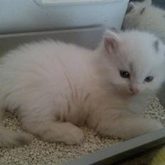 Blanding af racer Ditlev