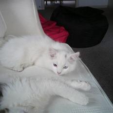 Blanding af racer Ditlev