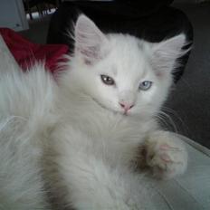 Blanding af racer Ditlev