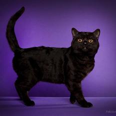 British Shorthair DK Kjätta's Prins Erik