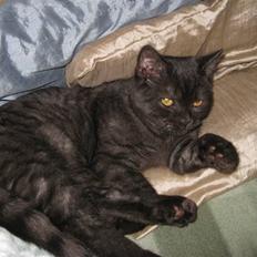 British Shorthair DK Kjätta's Prins Erik