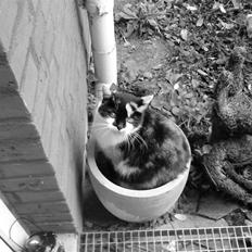 Huskat Missemor. VÆK! :(