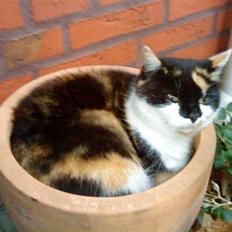 Huskat Missemor. VÆK! :(