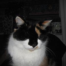 Huskat Missemor. VÆK! :(