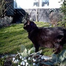 Blanding af racer Philou