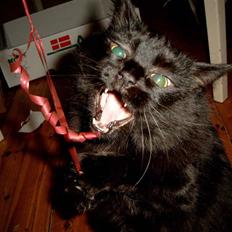 Blanding af racer Philou