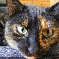 Blanding af racer Mille Molle